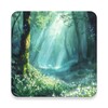 Icono de Forest Wallpaper