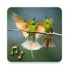 Birds Sounds icon