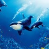 Ikon The Killer Whale