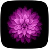 iOS Flower icon