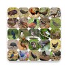Red Junglefowl and Bird Sounds icon