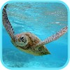 Sea Turtle HD. Wallpaper icon