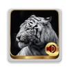 AnimalRingtones icon
