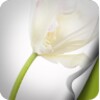 Flower Full HD icon