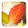 Pictogramă Falling Leaves Live Wallpaper