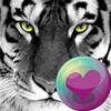 Big Cats HD Wallpapers icon