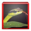 Reptiles Images icon