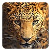 Wild animals Live Wallpaper icon