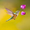 The Hummingbird icon