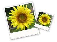 pixresizer.uptodown.com