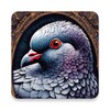 Icono de pigeon wallpaper