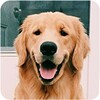 Dog Wallpapers icon