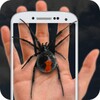 Spider On Hand: Crazy Joke icon