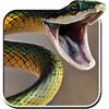 Snake Drops Live Wallpaper icon