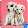 Puppies Jigsaw Puzzle + LWP icon
