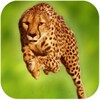 Cheetah Run icon