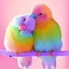 Cute Birds Puzzle icon