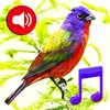 Birds Sounds Tones & Wallpaper icon