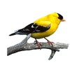 Bird Calls And Ringtones icon