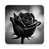 Icono de black rose wallpaper