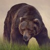 Bear Sounds icon