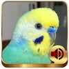 Ícone de Budgerigar Ringtones