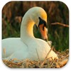 Pictogramă Swans Live Wallpaper