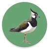 Decoy on swamp and waterfowl icon