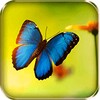 Butterflies Live Wallpaper icon