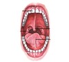 Oral Anatomy And Physiology And Tooth Morphology icon