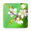 Spring Garden Live Wallpaper icon