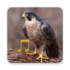 Animal & Bird Sounds 아이콘