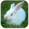 Cute Bunny Live Wallpaper icon