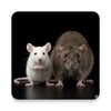Mouse and Rat sounds icon