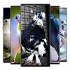 Icono de Pigeon wallpaper