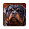 Icono de rottweiler wallpaper