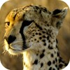 Cheetah Wallpapers icon
