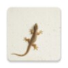 Icon von Lizard Sounds