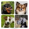 Dog Breeds - Quiz about all dogs of the world! icon