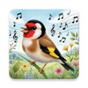 Icono de Bird Sounds, Calls & Ringtones