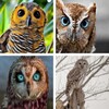 Owl Wallpaper: HD images, Free Pics download icon