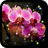 Icône Orchid HD live wallpaper