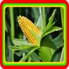 Sweet Corn Cultivation icon