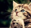Ikon Kitty Theme