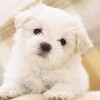 Maltese Dogs Jigsaw Puzzles icon