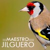 Icono de Maestro Jilguero
