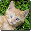 Cat Games Free Puzzles icon