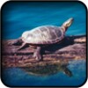 Turtle Wallpapers icon