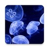 Jellyfish Live Wallpaper icon