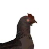 Chicken Feed Simulator icon